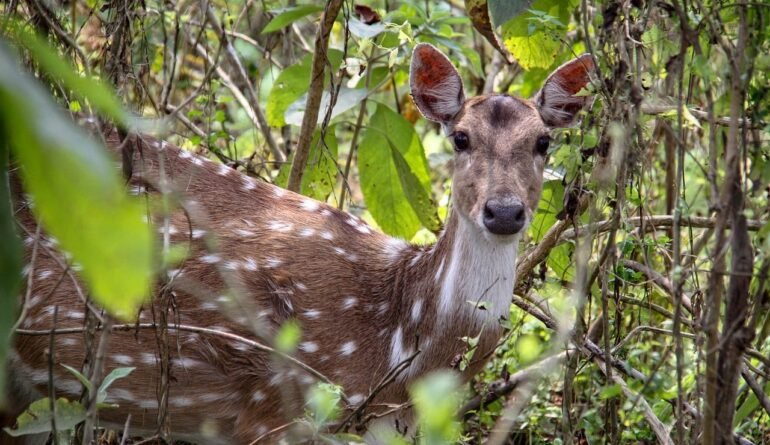 deer-spotted-in-chitwan-national-park-min